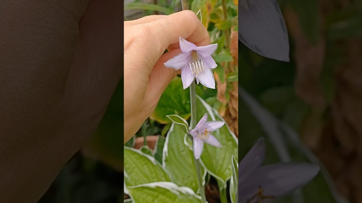 Edible Hosta Flowers in Your Garden #hostas #garden