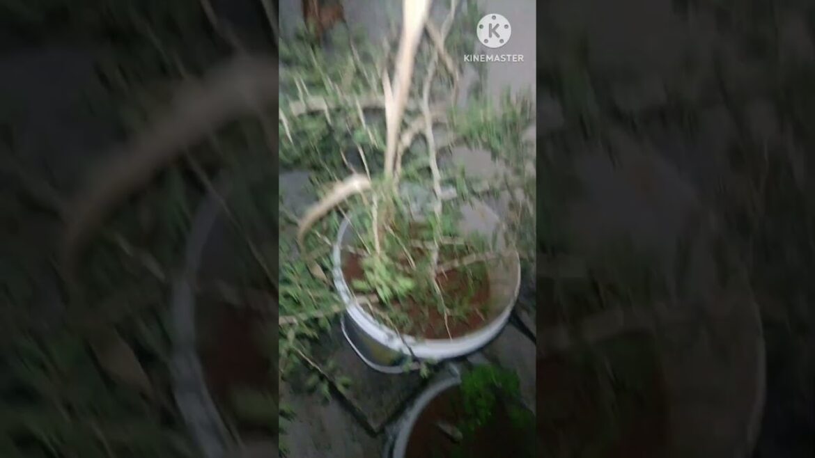 Growing mint in bucket 🪣♥️ #ediblegardening #leafyvegitables #shorts #shortsfeed #youtubeshorts
