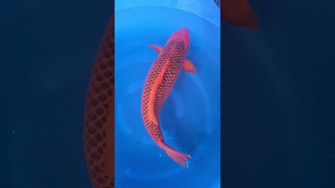 Koi purchases Japan trip 2024 20241022 144033