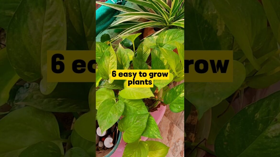 6 Easy to grow plants for beginners #shorts #youtube #gardening #shortsfeed #beginnerfriendly