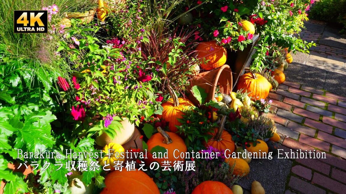 Dahlias are in full bloom! Barakura Harvest Festival and Container Gardening Exhibition