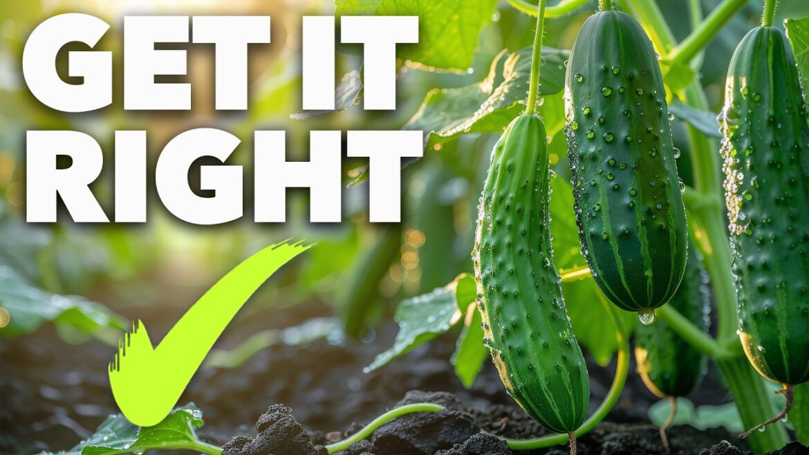 Cucumber Growing Masterclass: The Secret to Perfect Cucumbers Cucumber Growing Masterclass: The Secret to Perfect Cucumbers