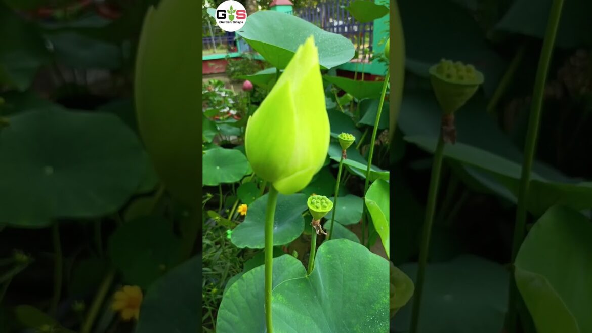 পদ্ম গাছে একশ ফুল। Growing Lotus |gardening tips and tricks #LotusPlants #ContainerGardening #shorts