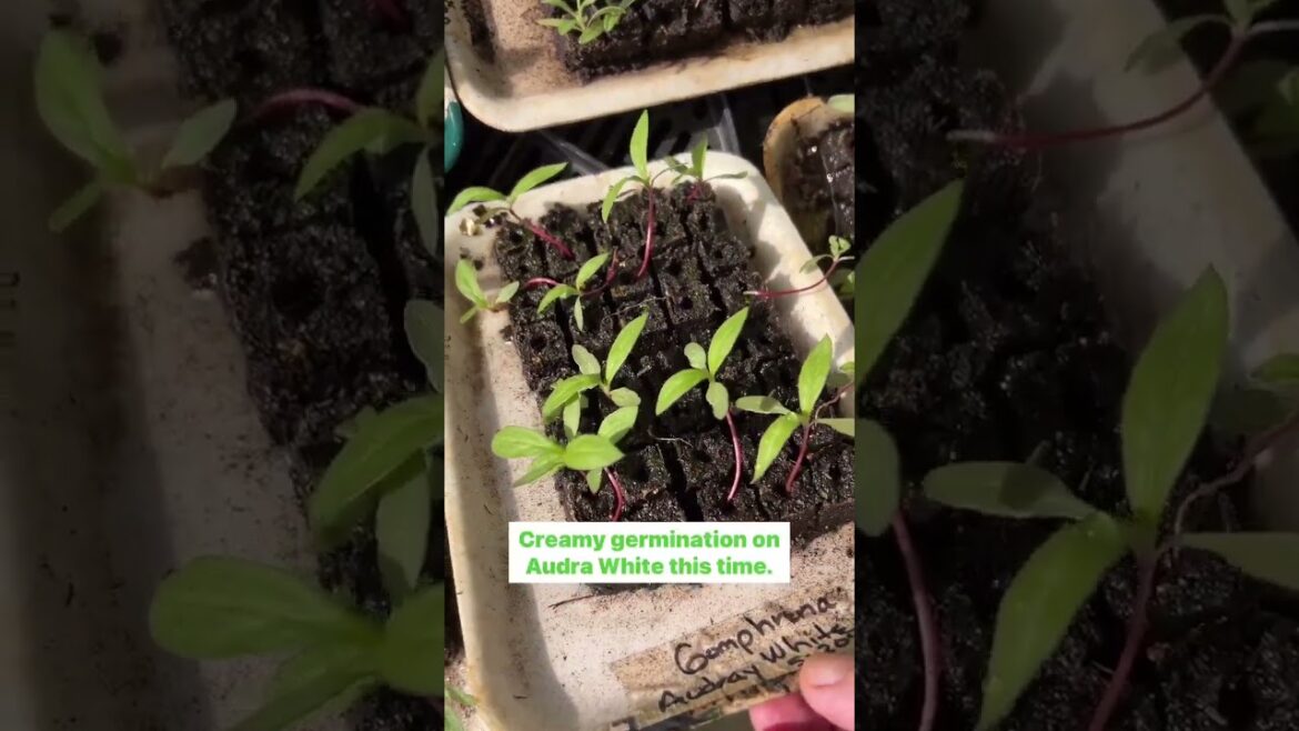 How I dump excess water from soil blocked seedling trays