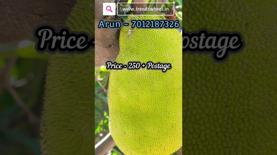 J33 Jackfruit Plant Malayalam Trends Wheel shorts #fruitsplants #jackfruit #exoticplant