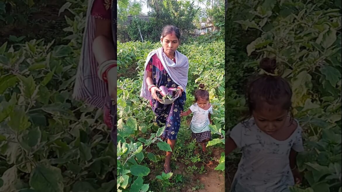 Gardening #harvesting #brinjal #shorts #trending #pleasesubscribe