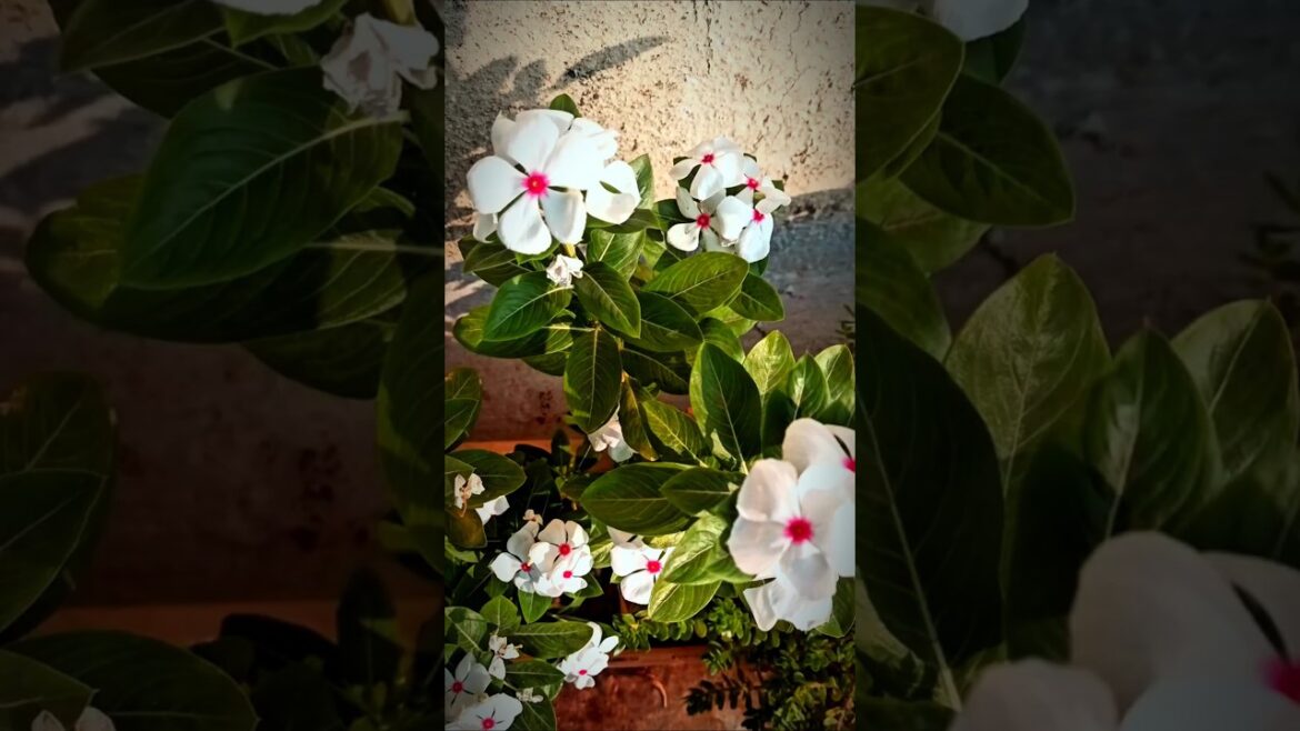 Have you ever seen this flower? #viralvideo #shortsfeed #shorts #trending #reels #ytshort #sadabhar Have you ever seen this flower? #viralvideo #shortsfeed #shorts #trending #reels #ytshort #sadabhar