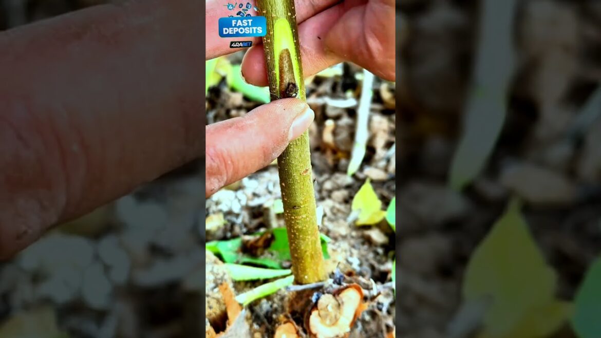 Grow a New Branch in 7 Days! Amazing Gardening Hack πΏ|| The EchoNarratives|| #shorts Grow a New Branch in 7 Days! Amazing Gardening Hack πΏ|| The EchoNarratives|| #shorts