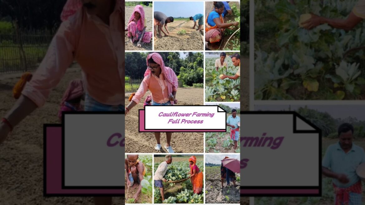 From Seed to Harvest: The Ultimate Cauliflower Farming Journey #shorts