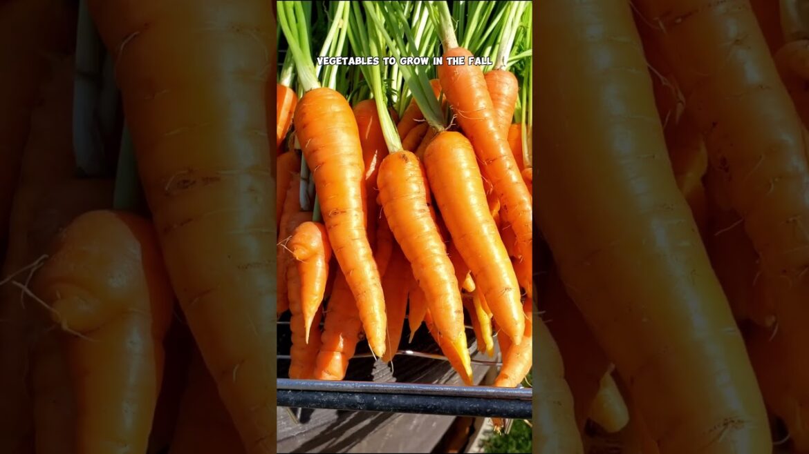 Top Tips for Growing Healthy Fall Vegetables | Carrots, Beets, & Cabbage Garden Secrets 🌱