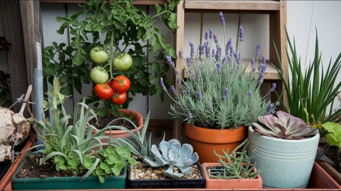 My Top 5 Container Gardening Mistakes to AVOID This Year!