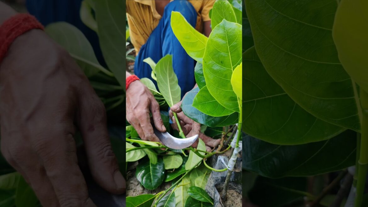 Grafting Pink Jackfruit: Easy Steps for Success #shorts Grafting Pink Jackfruit: Easy Steps for Success #shorts
