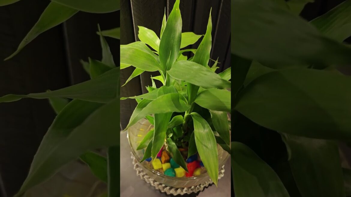 How to grow lucky bamboo at home | Tips | Care #garden #bamboo #shorts #plantcare #tips #balcony How to grow lucky bamboo at home | Tips | Care #garden #bamboo #shorts #plantcare #tips #balcony