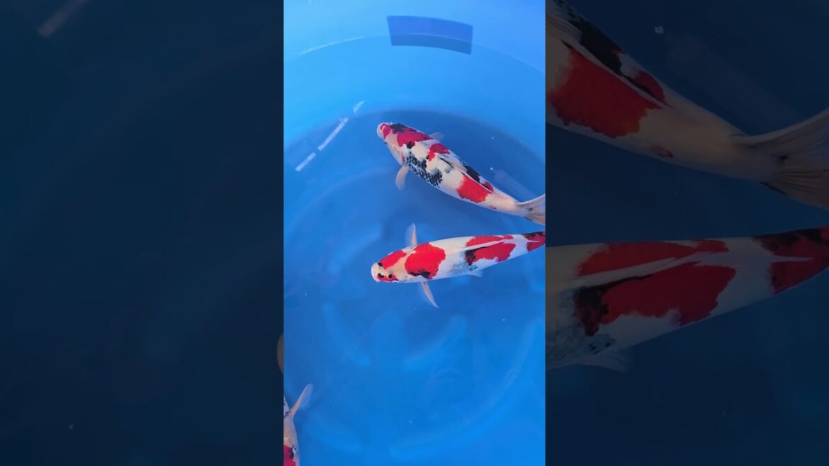 Koi purchases Japan trip 2024 20241024 103137