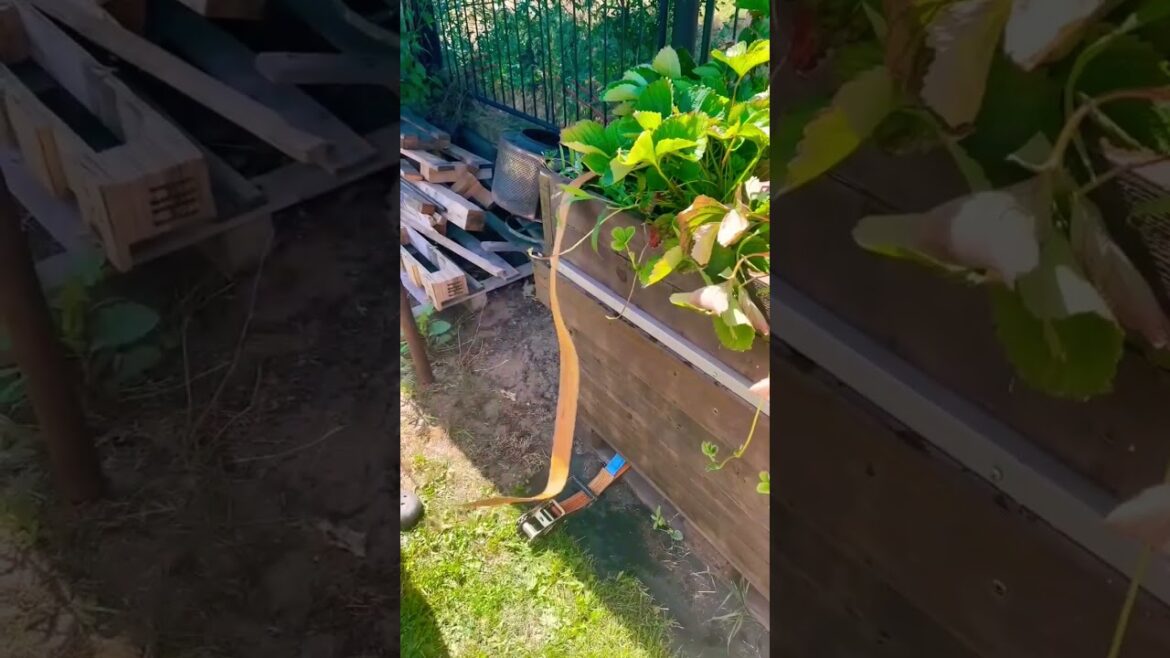 The Rise of Kaddu Gardening: Trends & Traditions Explained #shorts