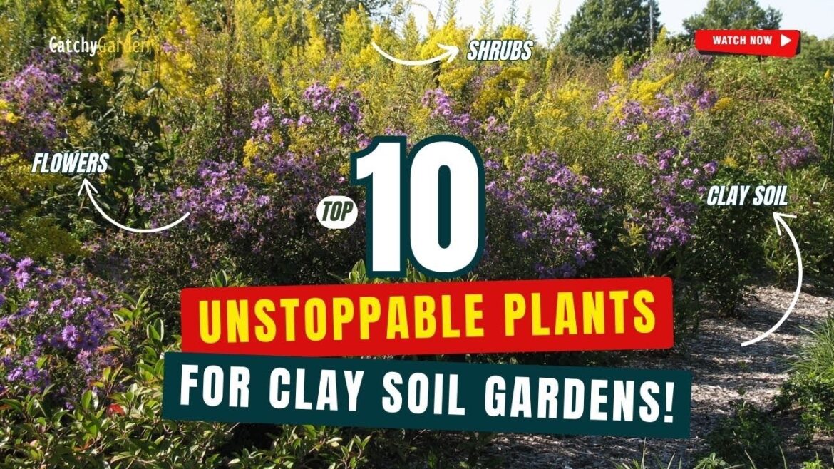 Top 10 UNSTOPPABLE Plants for CLAY SOIL Gardens! πΏπΈπ± // Gardening Ideas Top 10 UNSTOPPABLE Plants for CLAY SOIL Gardens! πΏπΈπ± // Gardening Ideas