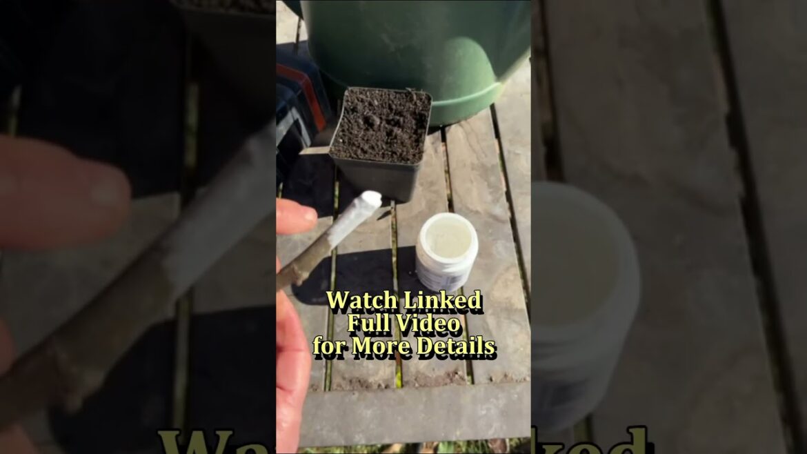 How to Take Fig Cuttings #gardening #garden #learning #shorts