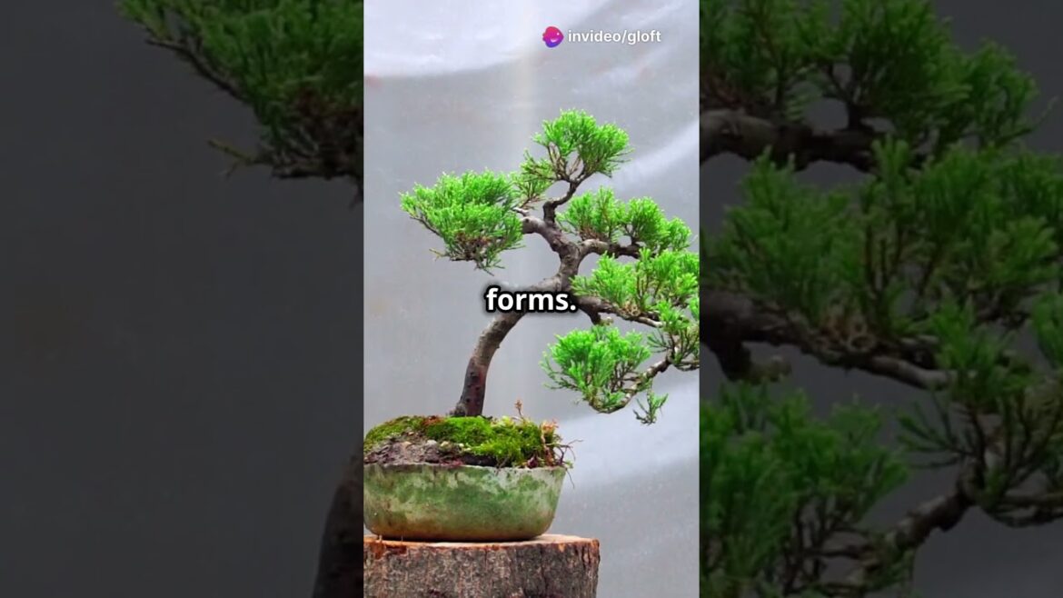 The Value of a High-End Bonsai Tree #BonsaiTree #ArtOfBonsai