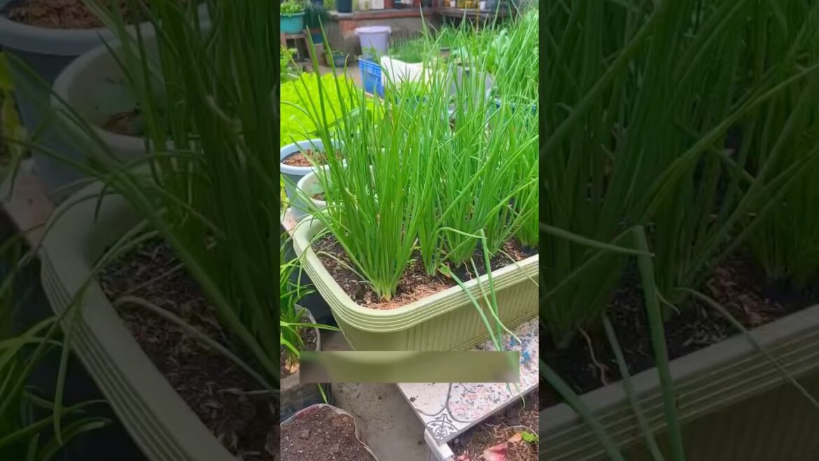 Grow Green Onions at Home | Super Easy #garden #gardening #plants