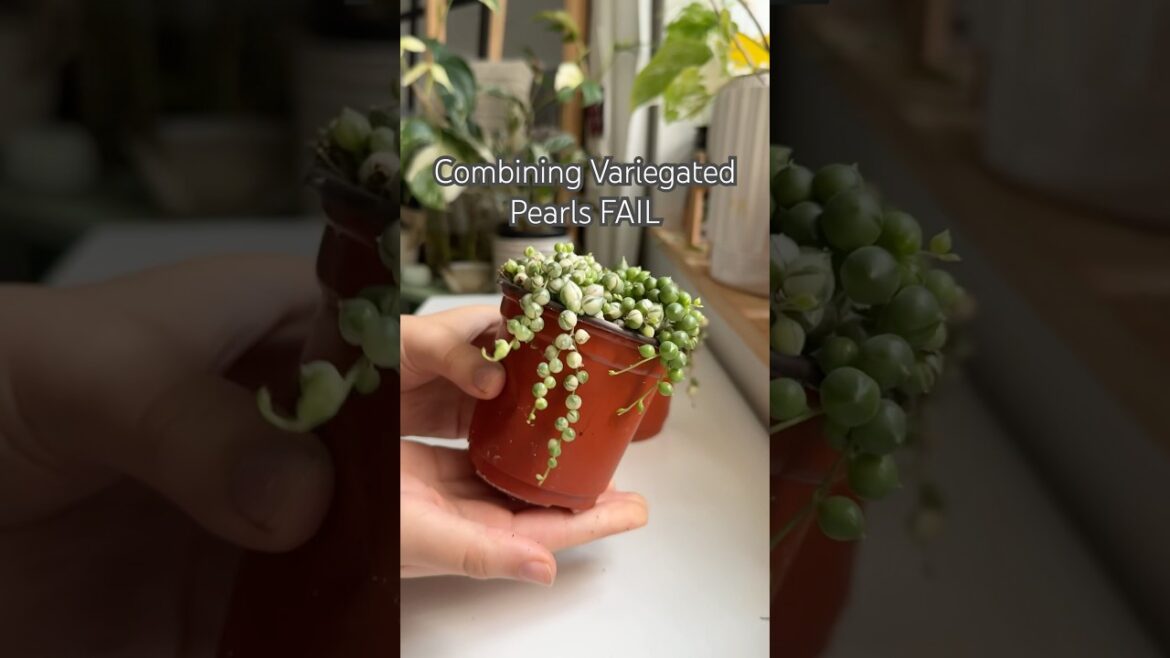 Variegated Pearls #shorts #indoorplants #diy #houseplants #garden #propagation #plants #plantcare