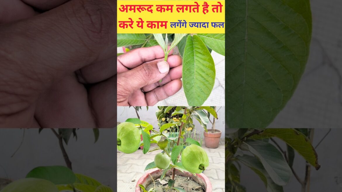 ज्यादा फल लेने का तरीका #garden #gardening #how #guava #plants #gardentips #localgarden #grow
