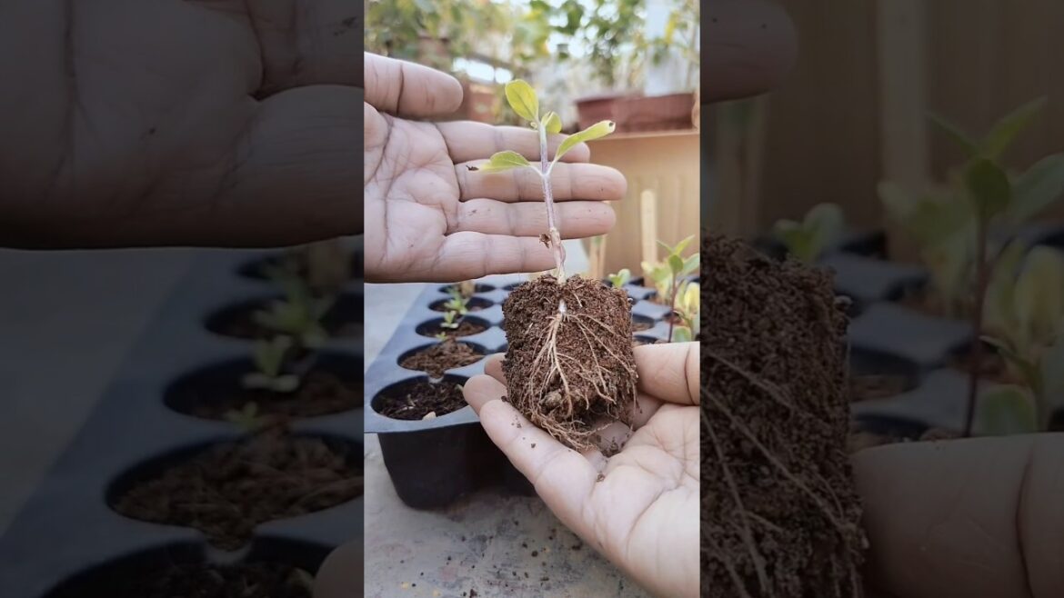 Repotting Winter Flowers #gatdening #wintergarden #flowers