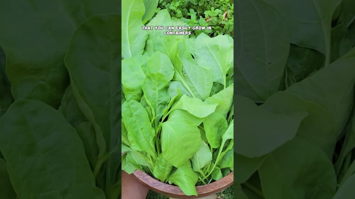 California Gardening: Grow Healthy Greens in Fall | Lettuce, Mustard Greens, Spinach & More! Grow Healthy Greens in Fall | Lettuce, Mustard Greens, Spinach & More!