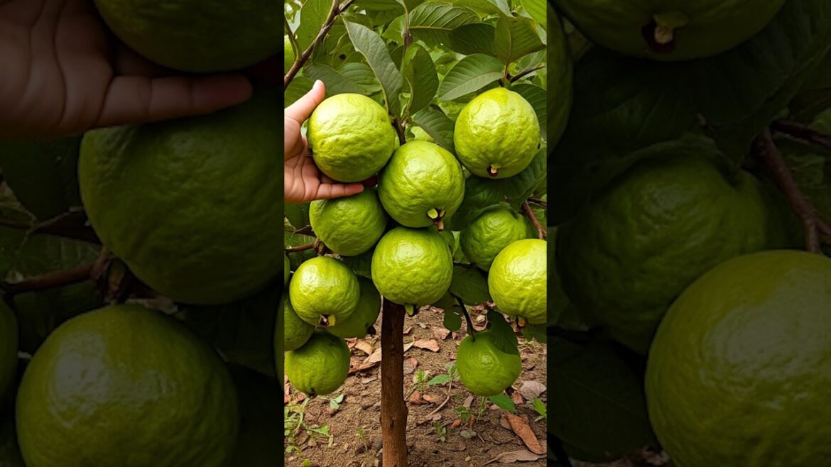 Successfully Growing Guava Trees from Cuttings: Tips & Tricks #garden #guavacuttings #growguavatree Successfully Growing Guava Trees from Cuttings: Tips & Tricks #garden #guavacuttings #growguavatree