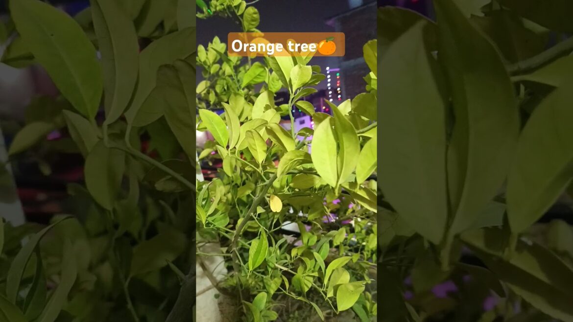 Why Bollywood is Obsessed with Gardening #trending #shorts #ytshorts #garden #gardening #nature Why Bollywood is Obsessed with Gardening #trending #shorts #ytshorts #garden #gardening #nature