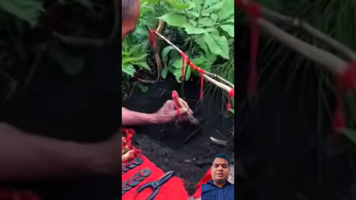 Running trees#gardenplants #gardening #timegardenus #gardening #plants #agriculture #satisfying Running trees#gardenplants #gardening #timegardenus #gardening #plants #agriculture #satisfying