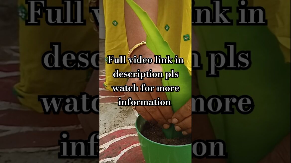 Happy gardening 😍🌳🌺 #trending Happy gardening 😍🌳🌺 #trending