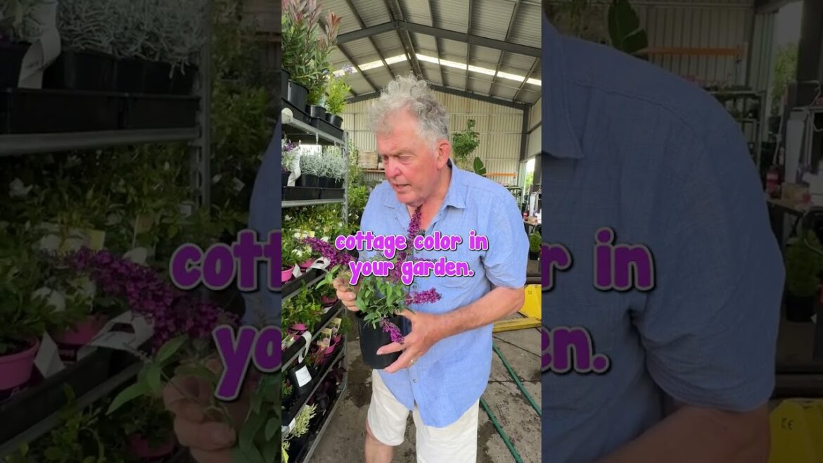 Get Colour in Your Cottage Garden with Buddleja Joan Get Colour in Your Cottage Garden with Buddleja Joan