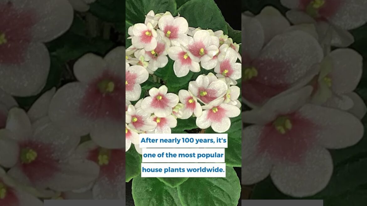 Year  of the African Violet #containergardening #flowers #garden#houseplantslover#africanviolet