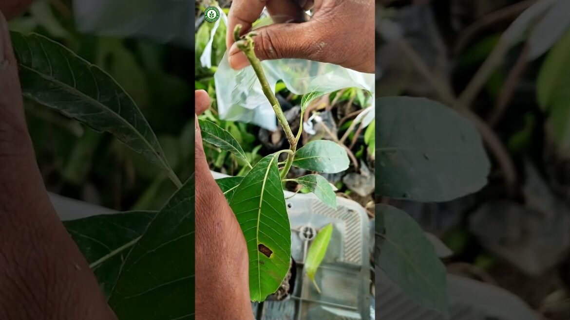 Mango Grafting Process // #viralvideo #shorts Mango Grafting Process // #viralvideo #shorts