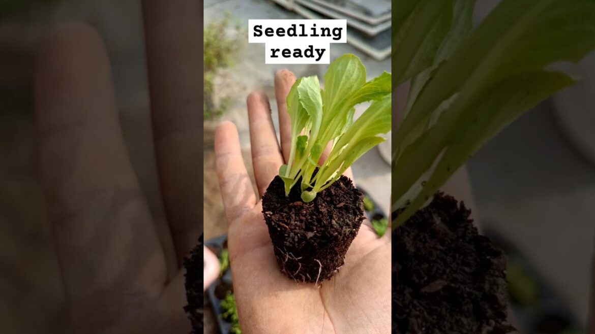 How To Transplant Seedlings Like A Pro #Lettuce How To Transplant Seedlings Like A Pro #Lettuce
