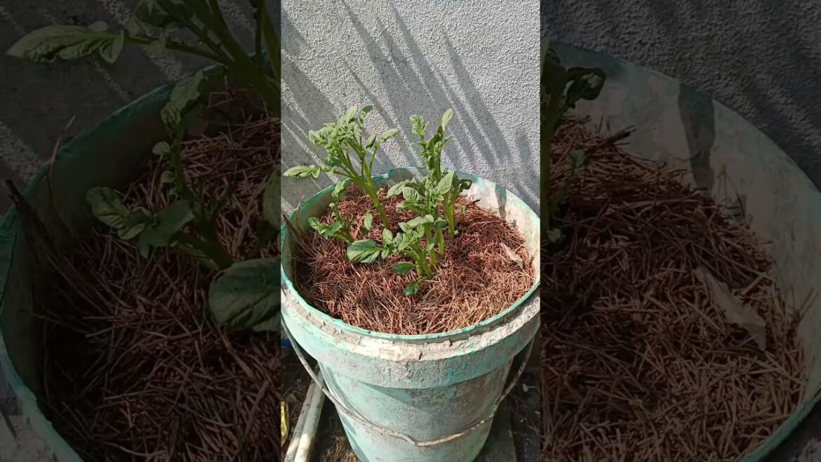 Potato plants 10 day later😍 #indianfarmer #phoolpatte #gardening #indianterracegardening #viralshort