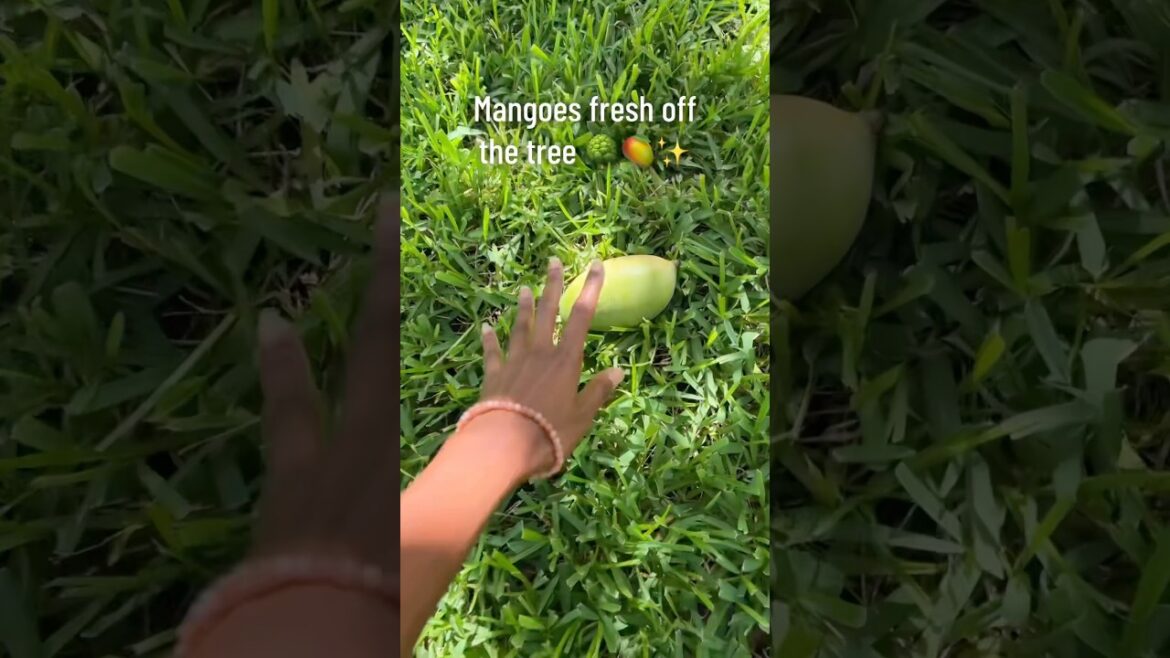 Mangoes taste better when you grow them yourself 🥭✨