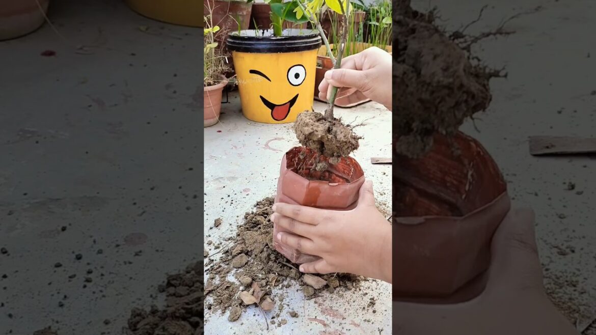 How to Repot Roses (Rose Repotting Techniques) #gardening #rose #flower