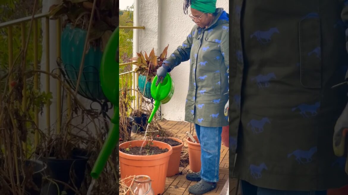 Growing Sweet Potatoes in a Balcony Garden #balconygarden