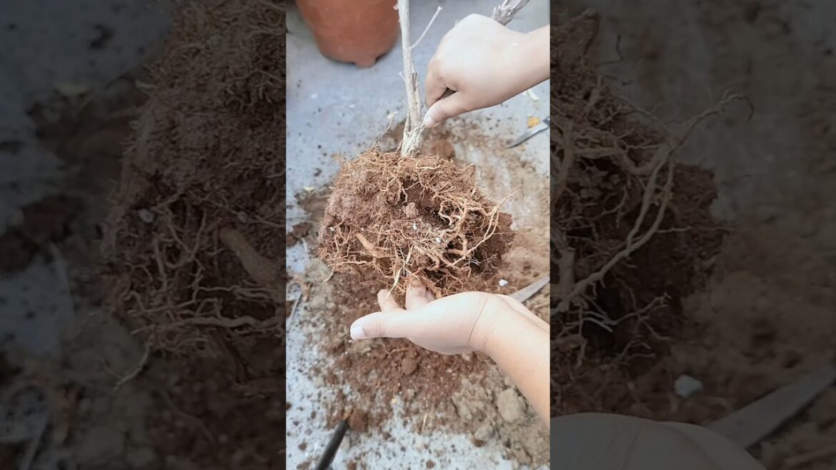 NURSARY Scam /Plants in Red Soil #gardening #repotting #plants