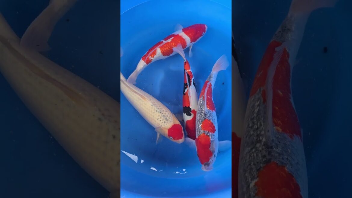 Koi purchases Japan trip 2024 20241020 151553