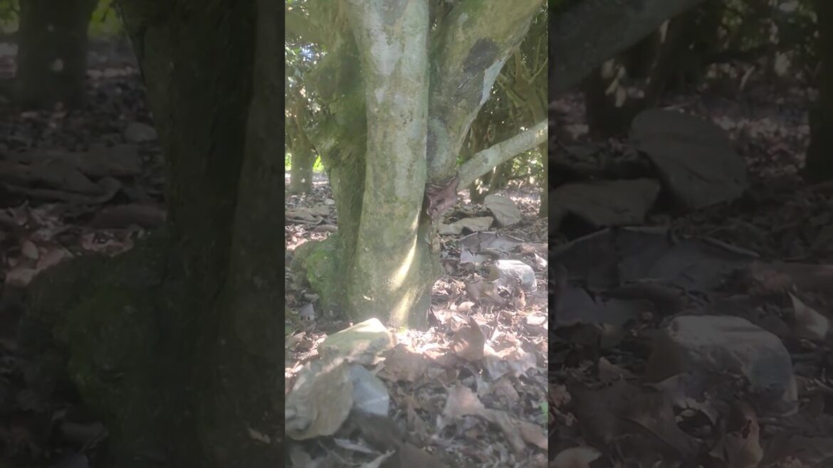 Tea garden @ cha patti