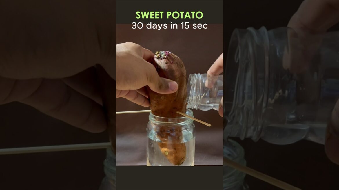 TIME LAPSE , sweet potato in water for a month #timelapse