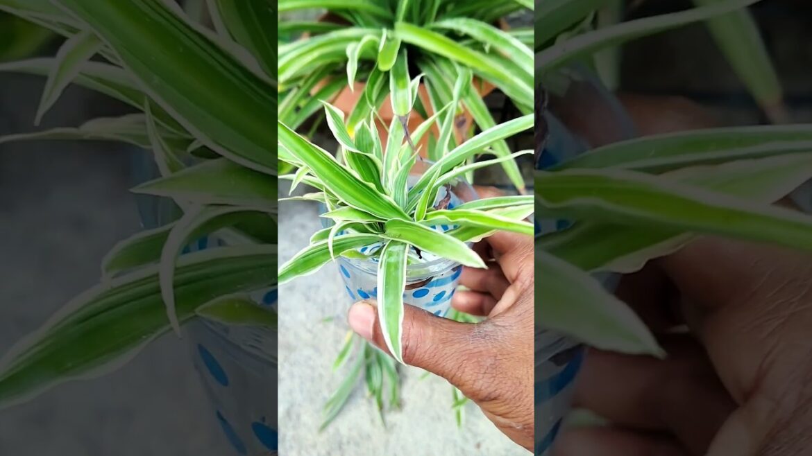 Tips For Spider Plant Propagation | Spider Plant Tips #shorts #shortvideo #gardening #spiderplant Tips For Spider Plant Propagation | Spider Plant Tips #shorts #shortvideo #gardening #spiderplant