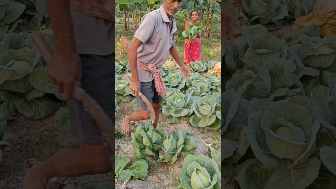Twilight Harvest: Amazing Farmers in Action with Cabbages #shorts Twilight Harvest: Amazing Farmers in Action with Cabbages #shorts