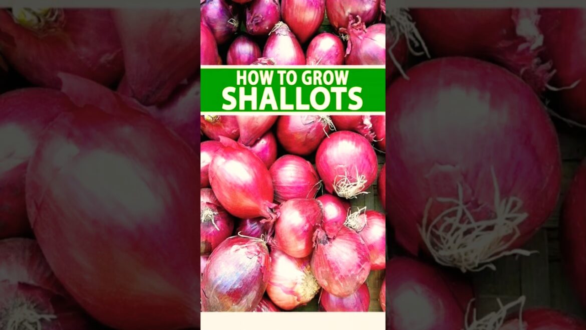 Grow Shallots Like a Pro in 60 Seconds! Grow Shallots Like a Pro in 60 Seconds!