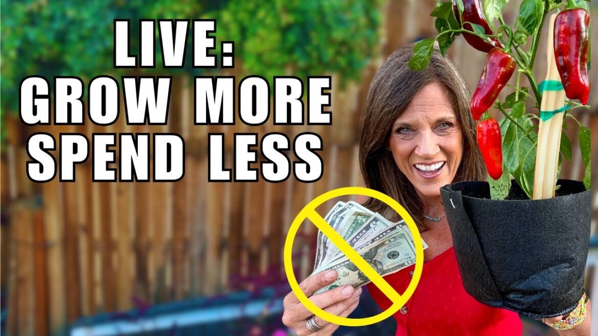🍅LIVE: Gardening on a Budget: Grow More, Spend Less $