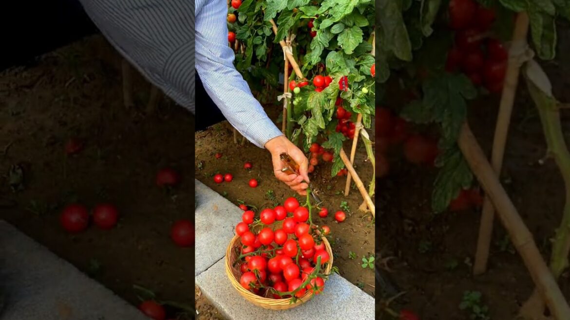 Episode 63: Growing vegetables is something that people particularly enjoy. Walking around the,