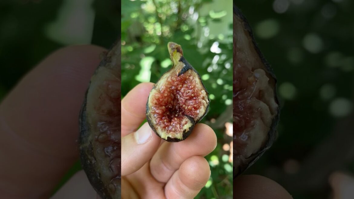 Sultane - Not Noire de Bellone #fig #figtree #figboss #gardeningtips #fruittrees
