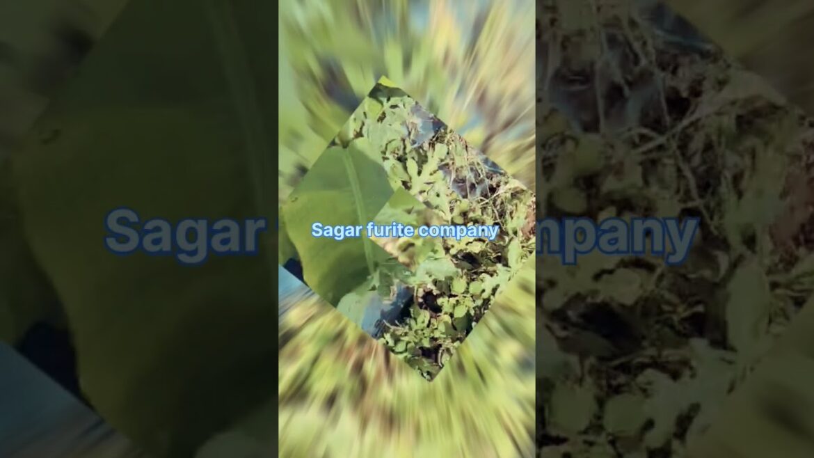 Sagar furite company have a beautiful garden of watermelon